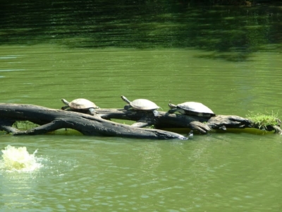 3 turtles