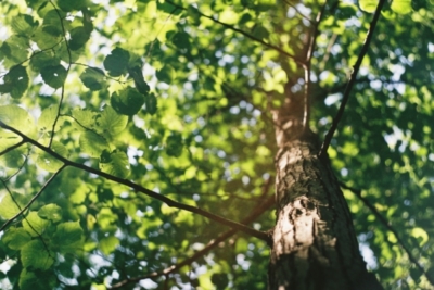 david-vig-573668-unsplash-600×400 a tall tree with leaves and thin branches