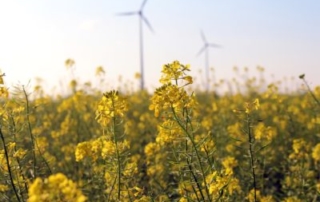 flowers with windmills in the background