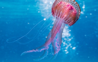 jellyfish in the ocean