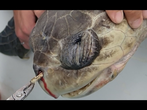sea turtle having plastic straw removed from nose