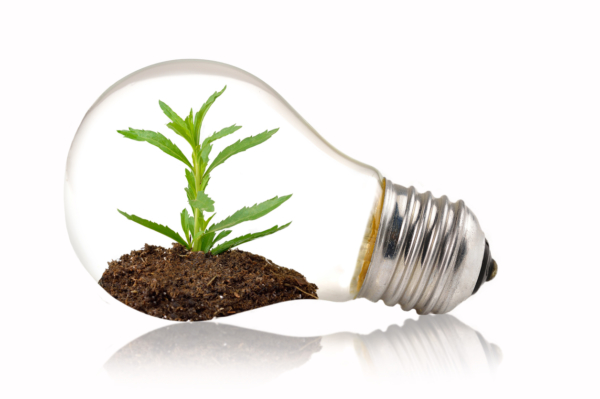 Green eco energy concept. Plant growing inside light bulb