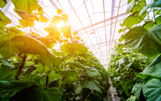 Rows of cucumbers grown in a greenhouse. Beautiful background