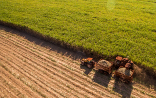 Sugar cane harvest plantation aerial