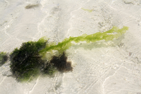 Kelp - raw material for cosmetics or as a possible renewable energy source