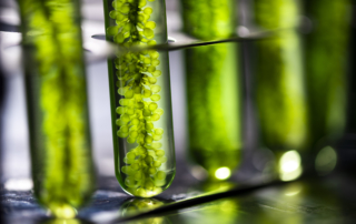 Photobioreactor in lab algae