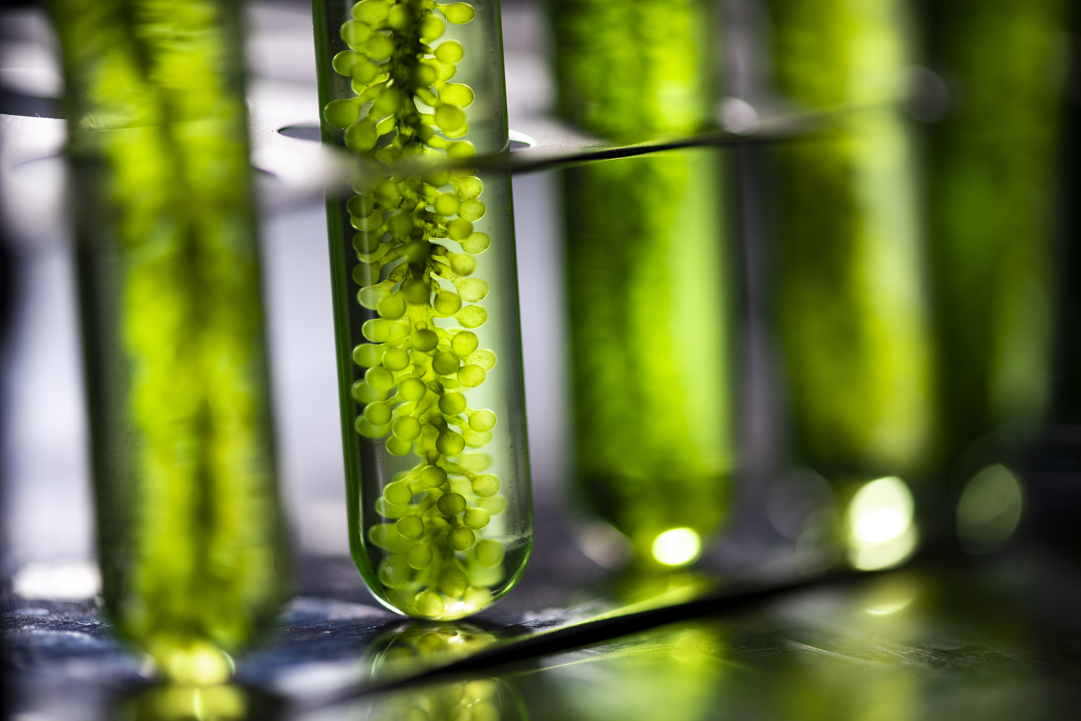 Pros and Cons of Algae in Biofuel Spring Power & Gas