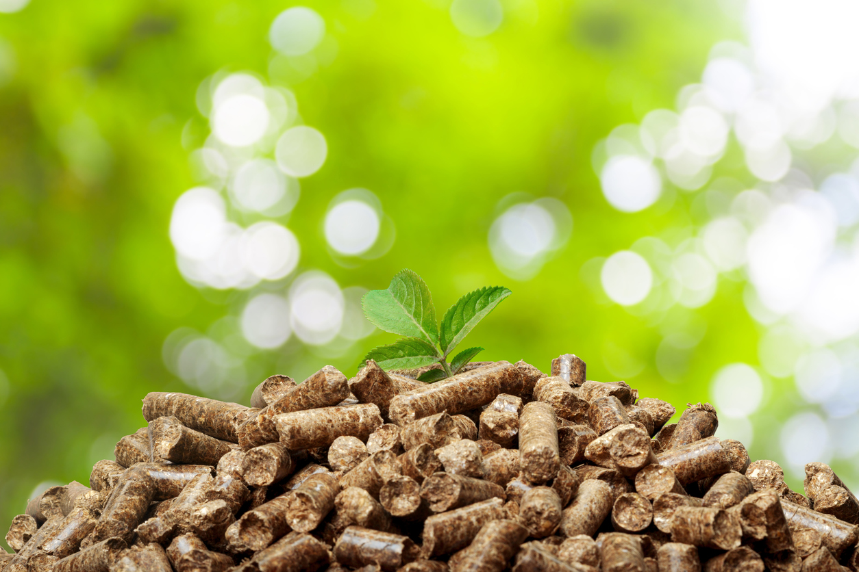 What is Biomass Energy & How to Use It? | Spring Power & Gas