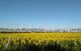 windmills and sunflowers