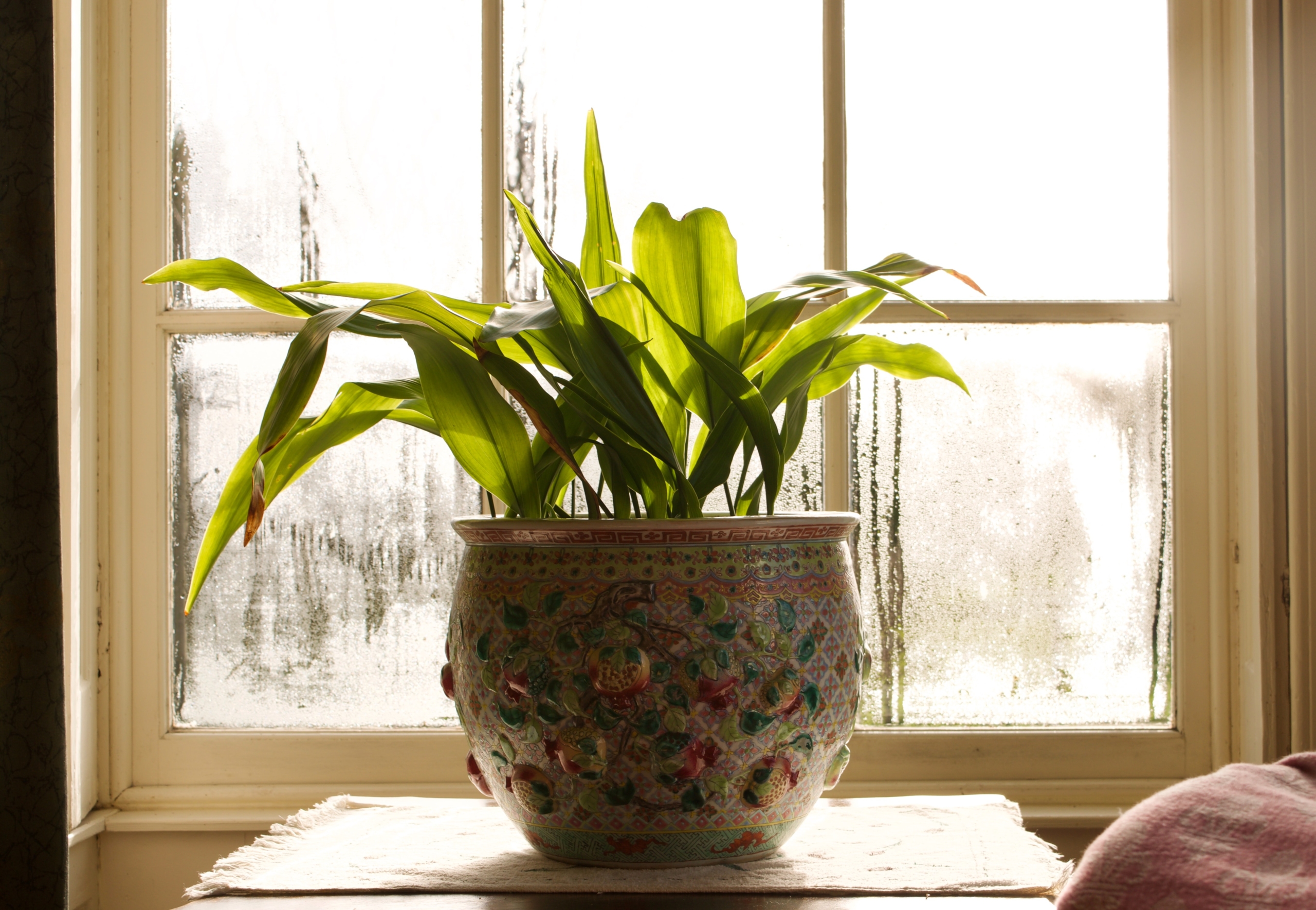 The Best House Plants For Keeping The Air In Your Home Clean Spring Power Gas