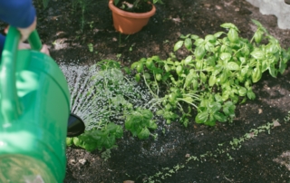 Person watering their plants