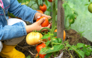 How to Start a Vegetable Garden at Home